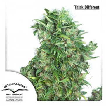 Auto Think Different Feminised Hemp Seeds